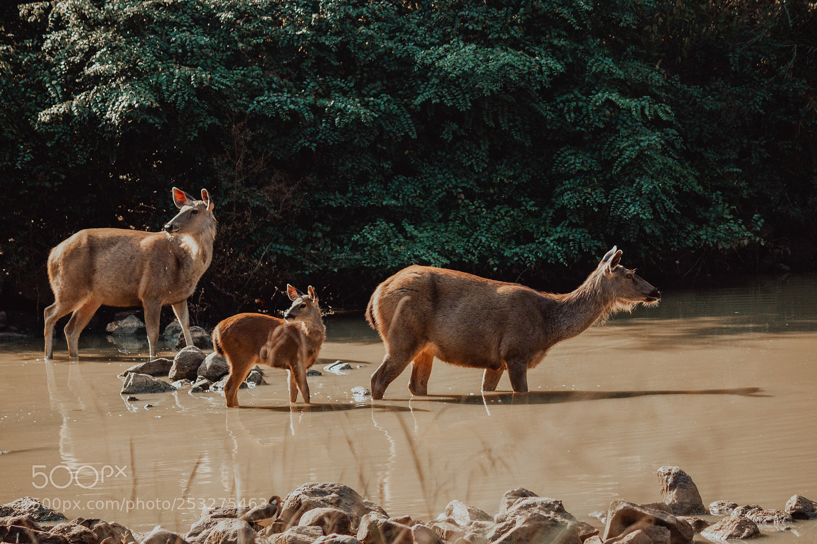 Canon EOS 600D (Rebel EOS T3i / EOS Kiss X5) sample photo. Deer photography