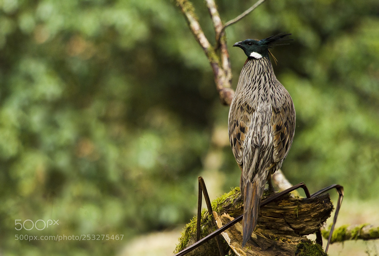 Canon EOS 7D sample photo. Koklass pheasant photography