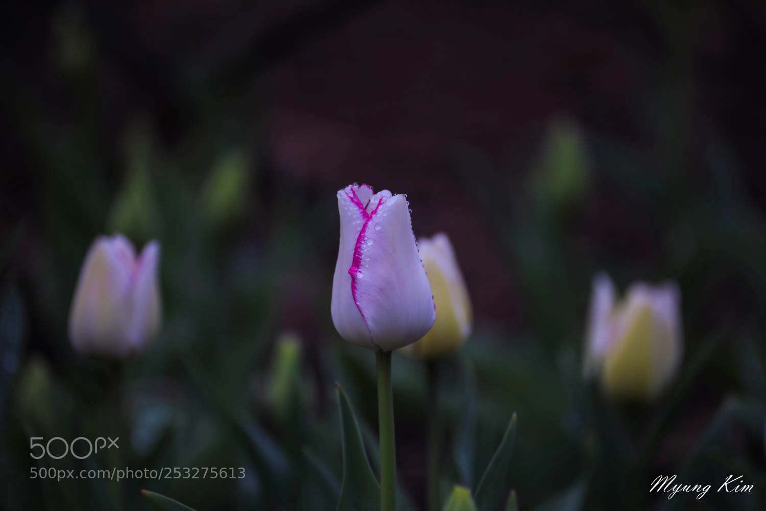 Canon EOS 5D Mark IV sample photo. 3p5a0285-2.jpg photography