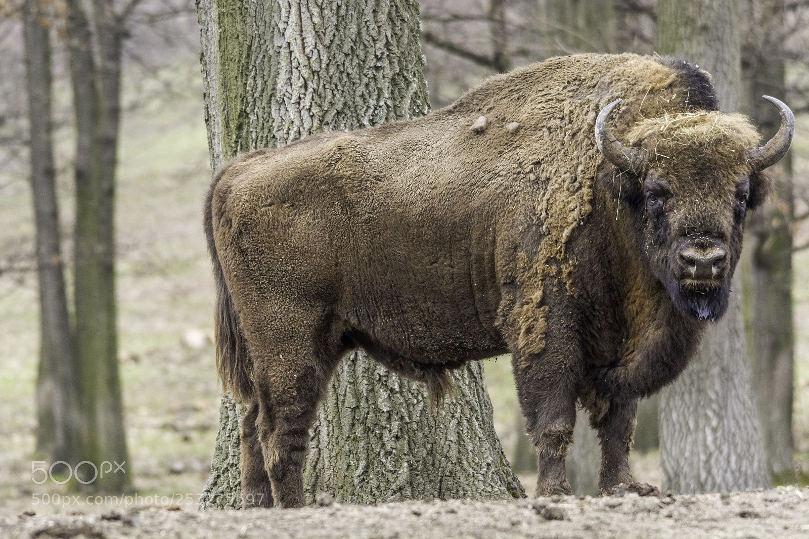 Nikon D7100 sample photo. European bison photography