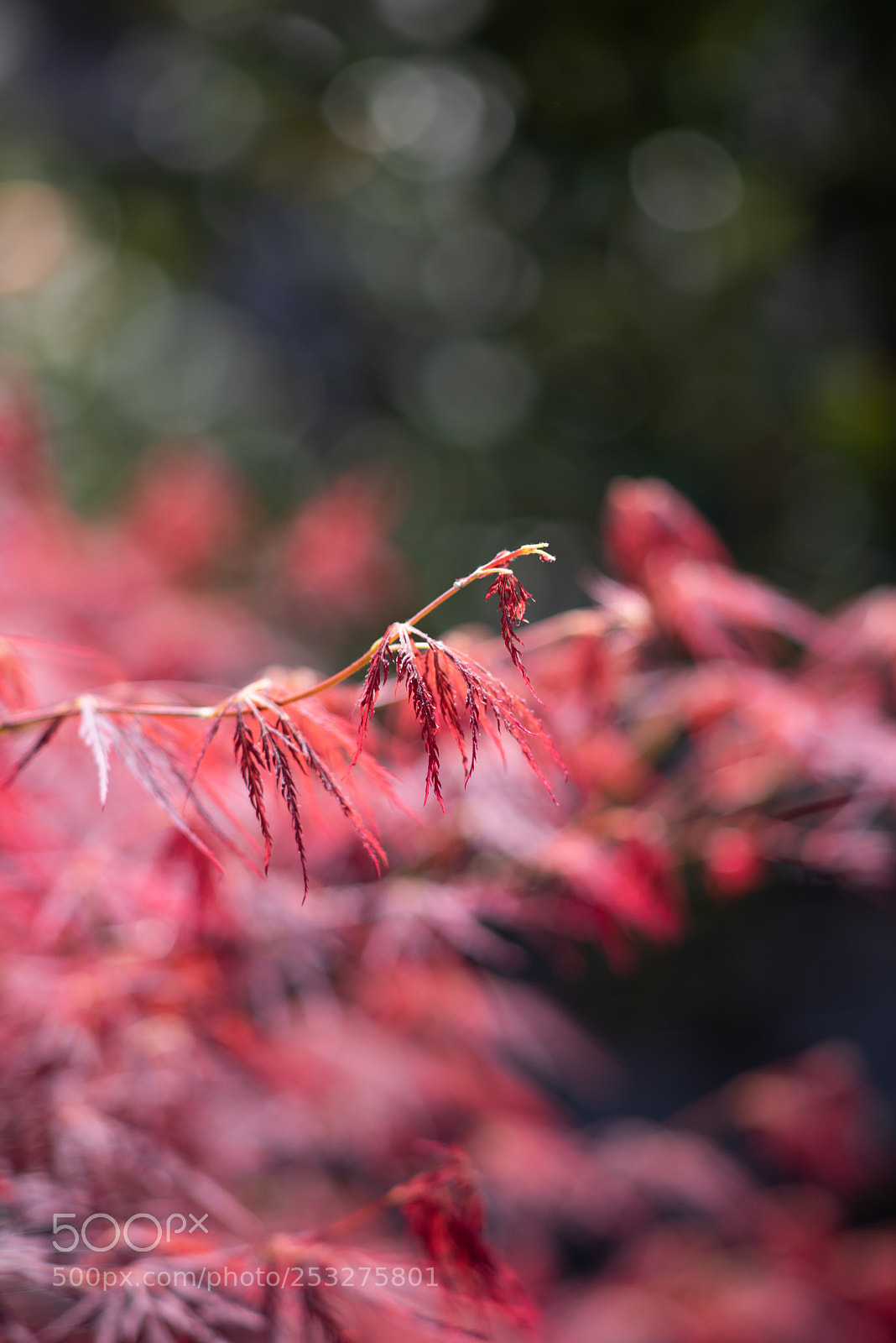 Nikon D810 sample photo. A tree in the photography