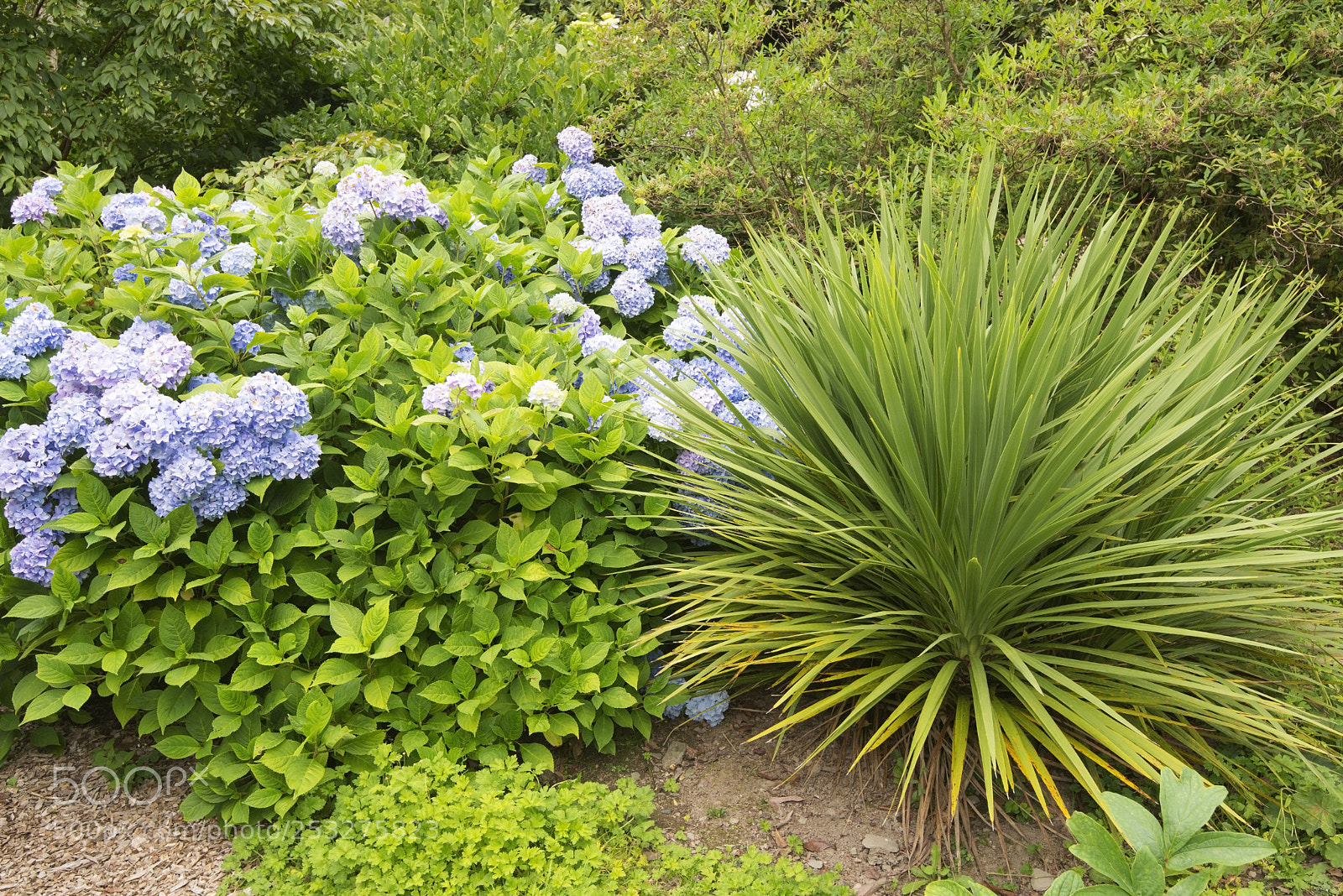 Nikon D600 sample photo. Different bushes (1) photography