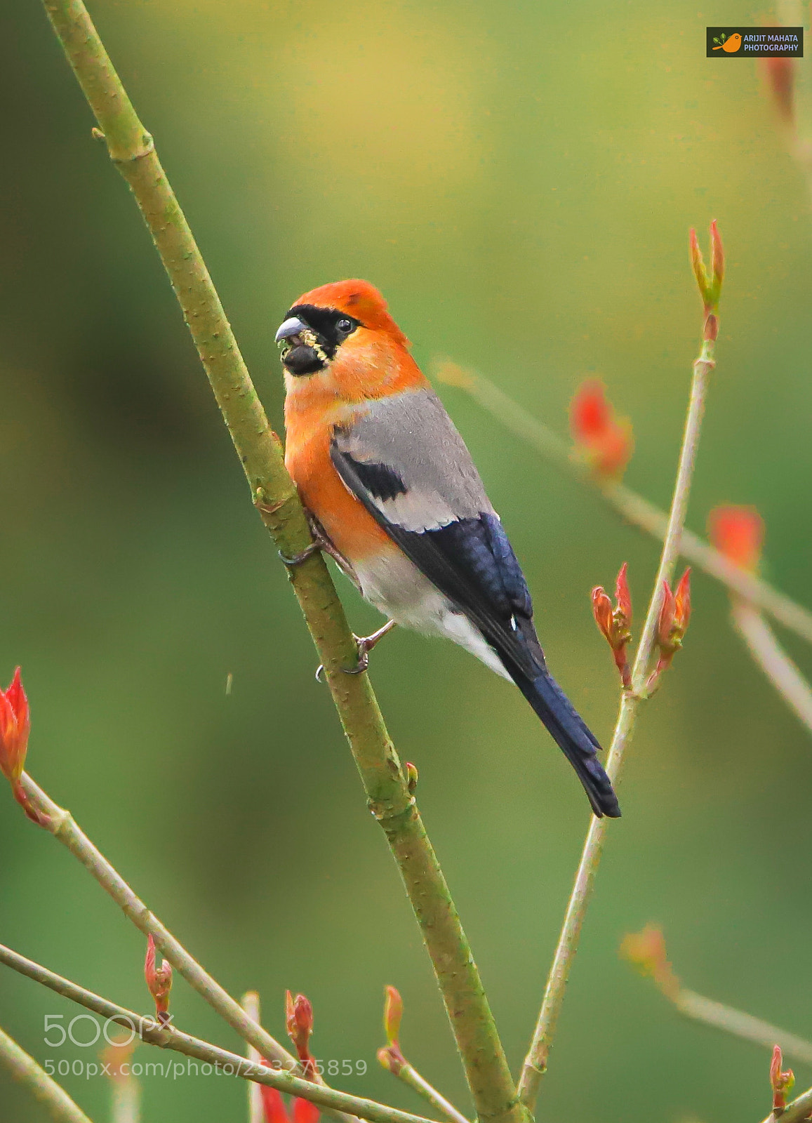 Canon EOS 6D Mark II sample photo. Red headed bullfinch...... photography