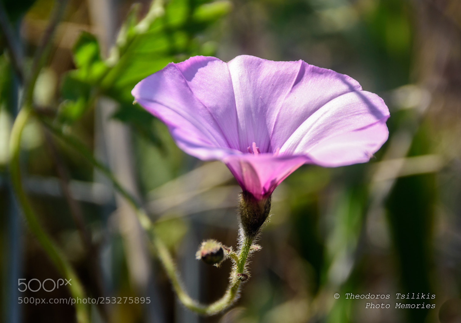 Nikon D7200 sample photo. Beauty in nature photography