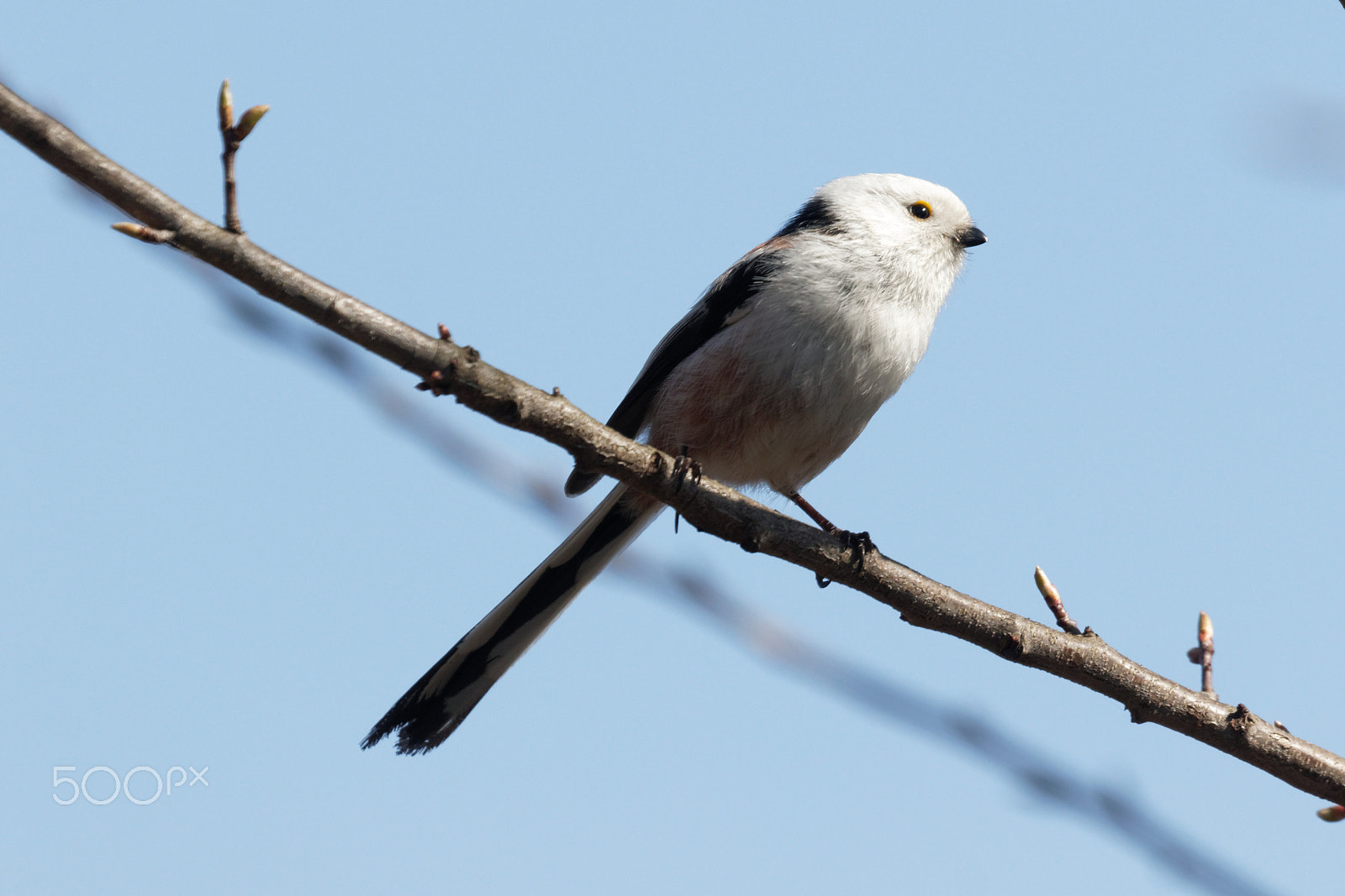 Canon EOS 7D Mark II sample photo. Long tailed tit photography