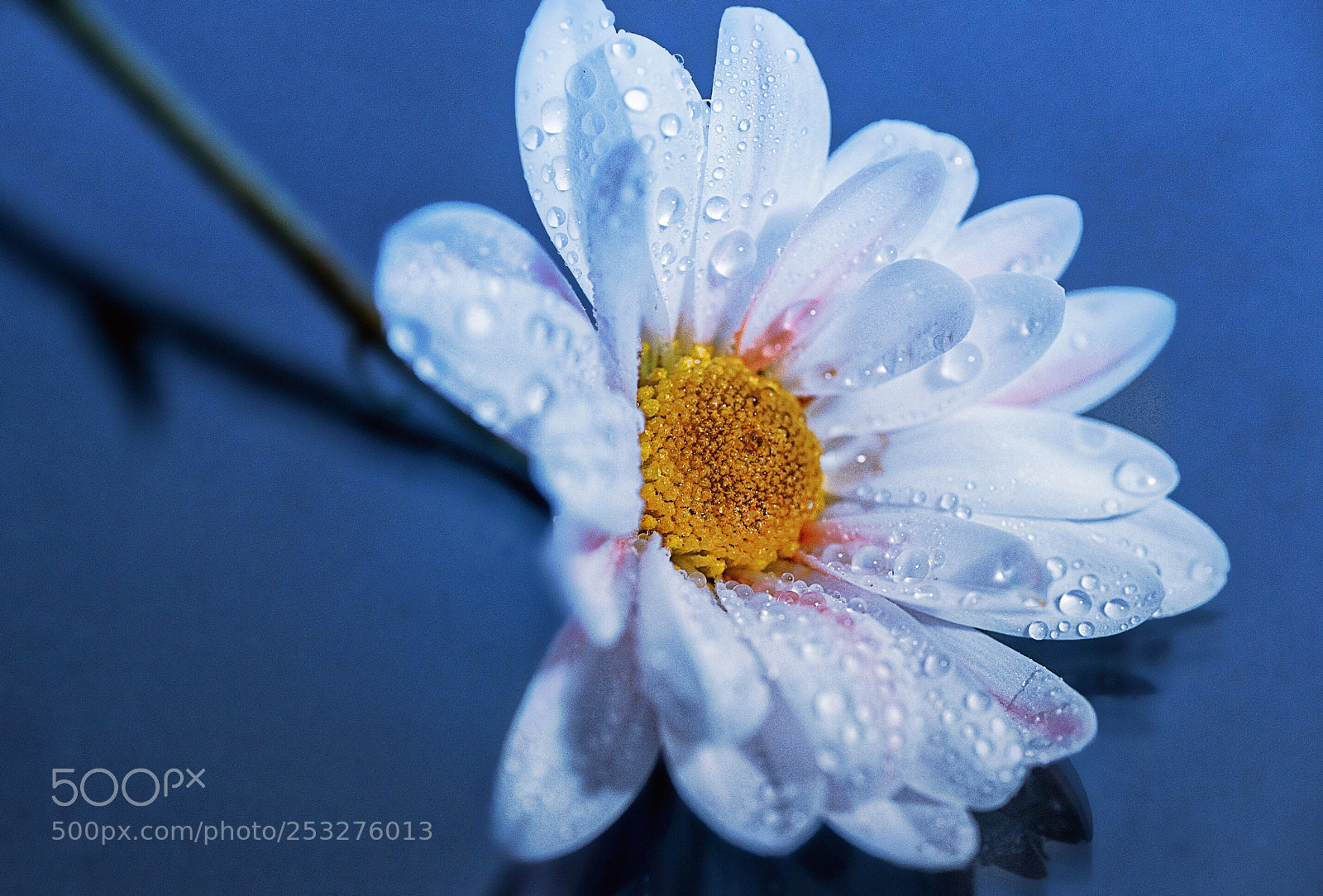Nikon D800E sample photo. Blue syndrome  photography