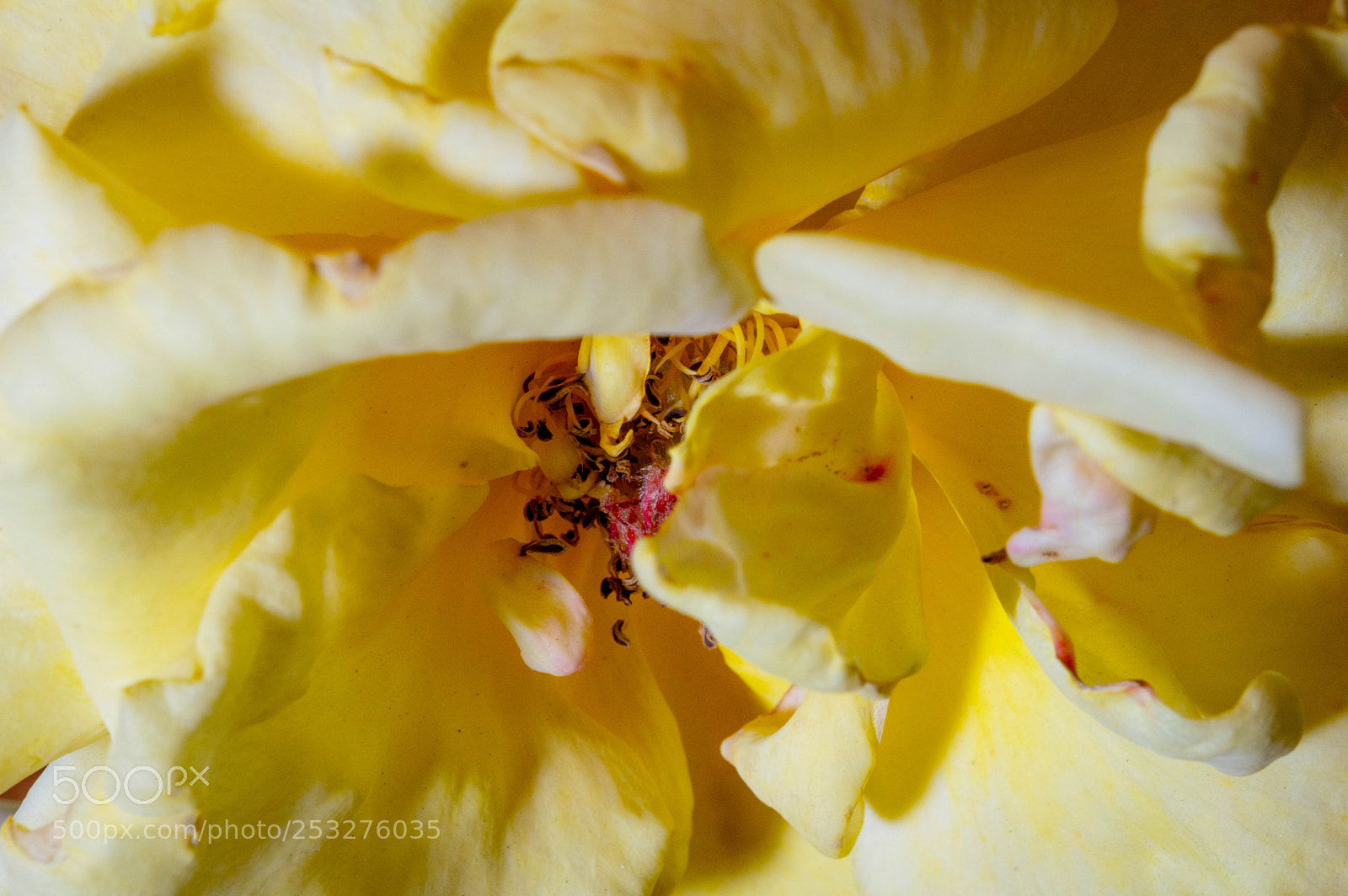 Nikon D3200 sample photo. Spring flowers photography