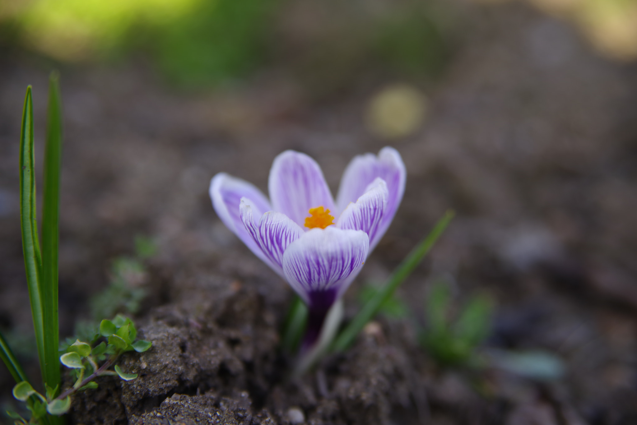 Pentax K-1 sample photo. Crocus photography