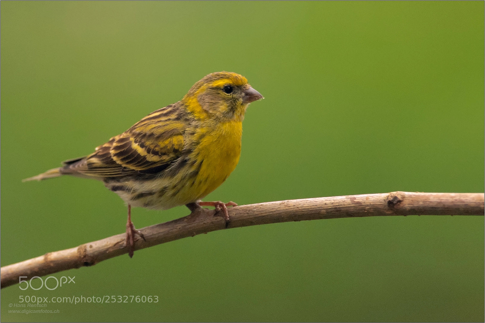 Nikon D5 sample photo. European serin photography