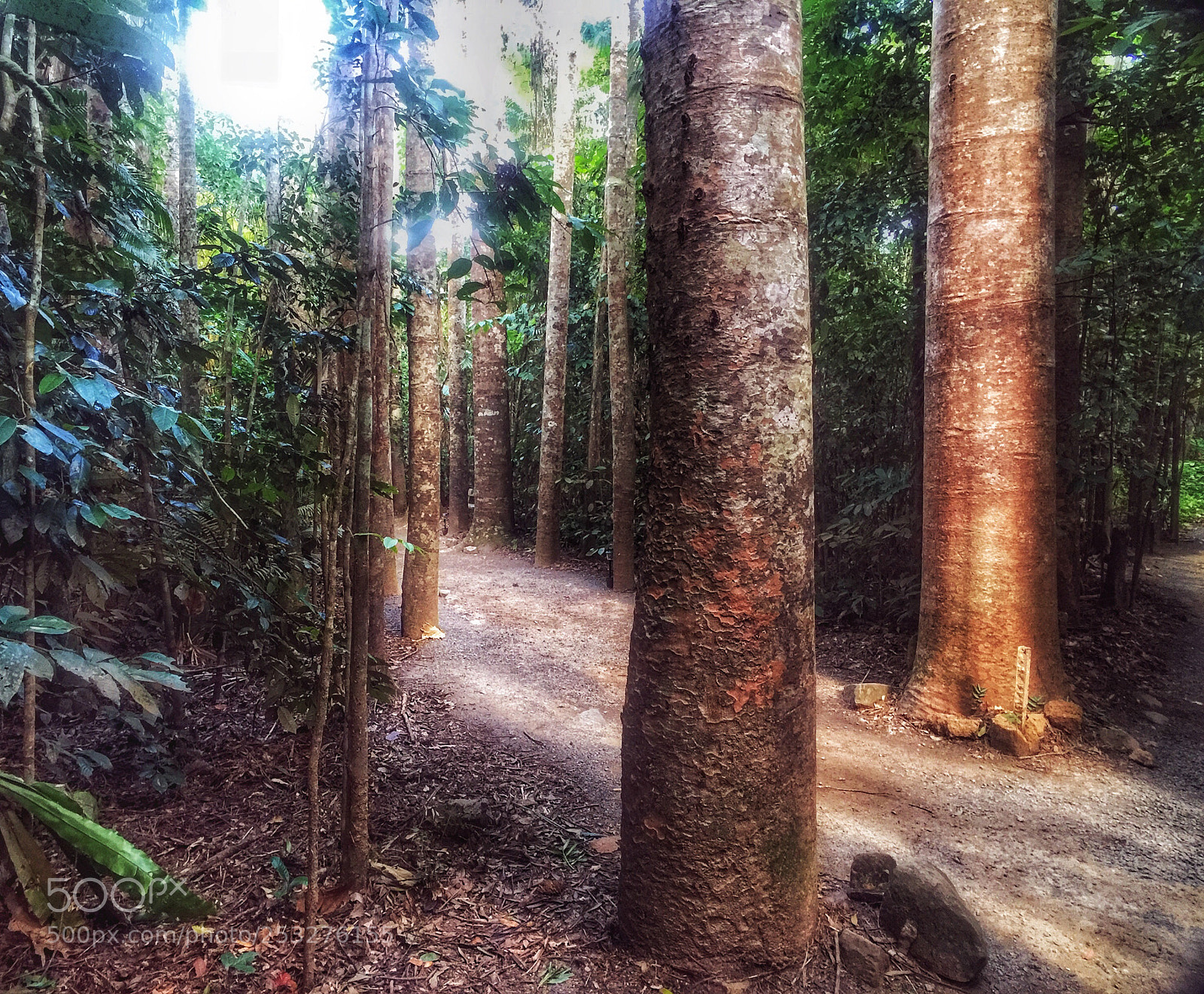 Apple iPhone 6 Plus sample photo. Older trees photography