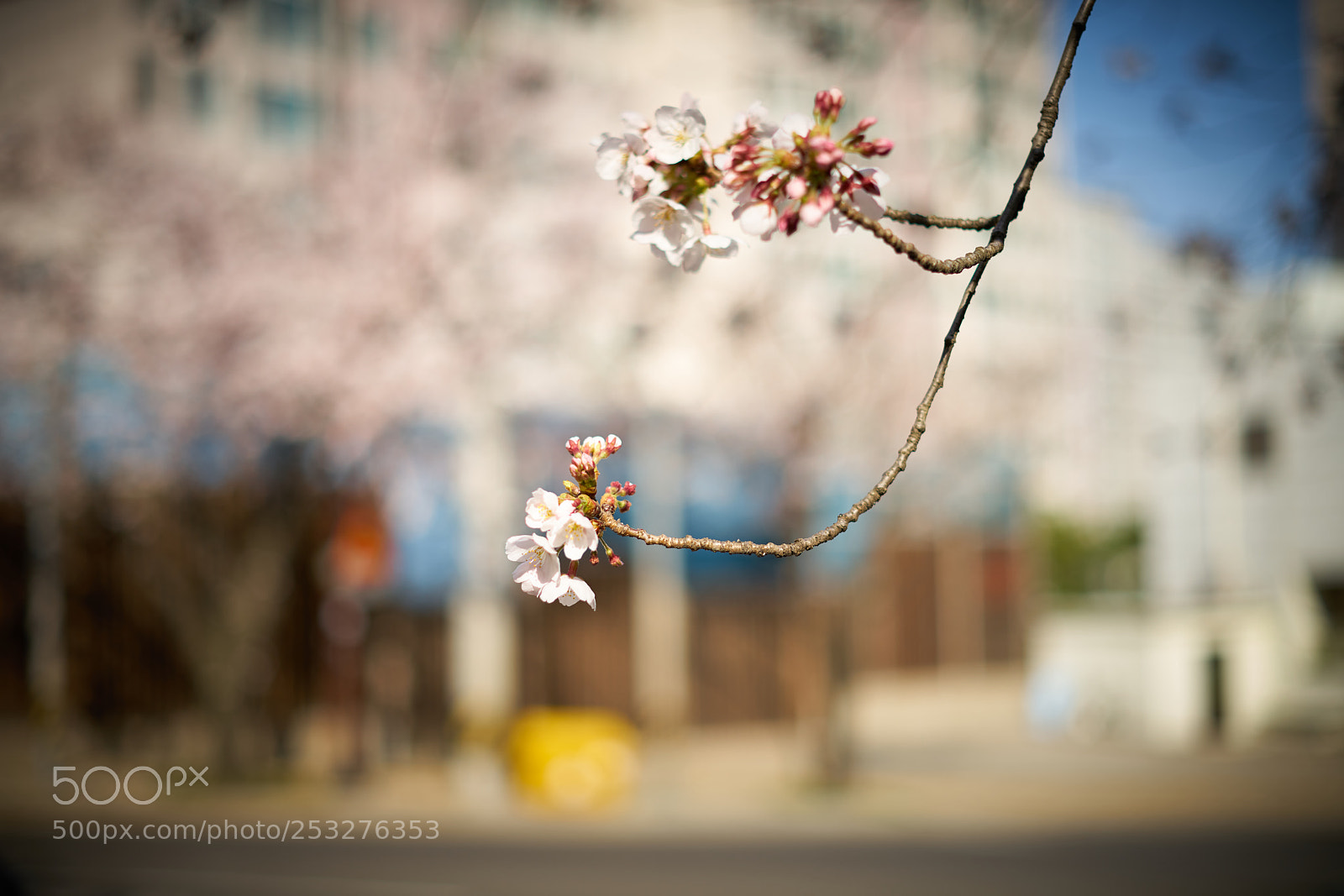 Sony a7R II sample photo. Untitled photography