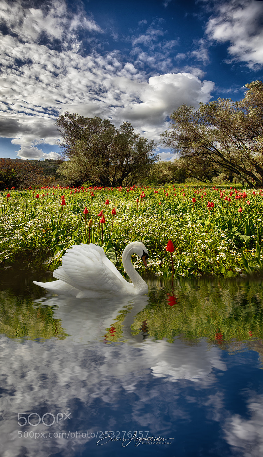 Canon EOS 5DS R sample photo. Swan in black lake photography