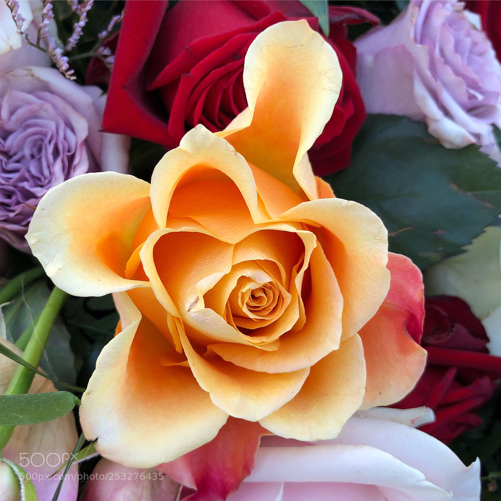 Apple iPhone 8 Plus sample photo. Magic rose photography