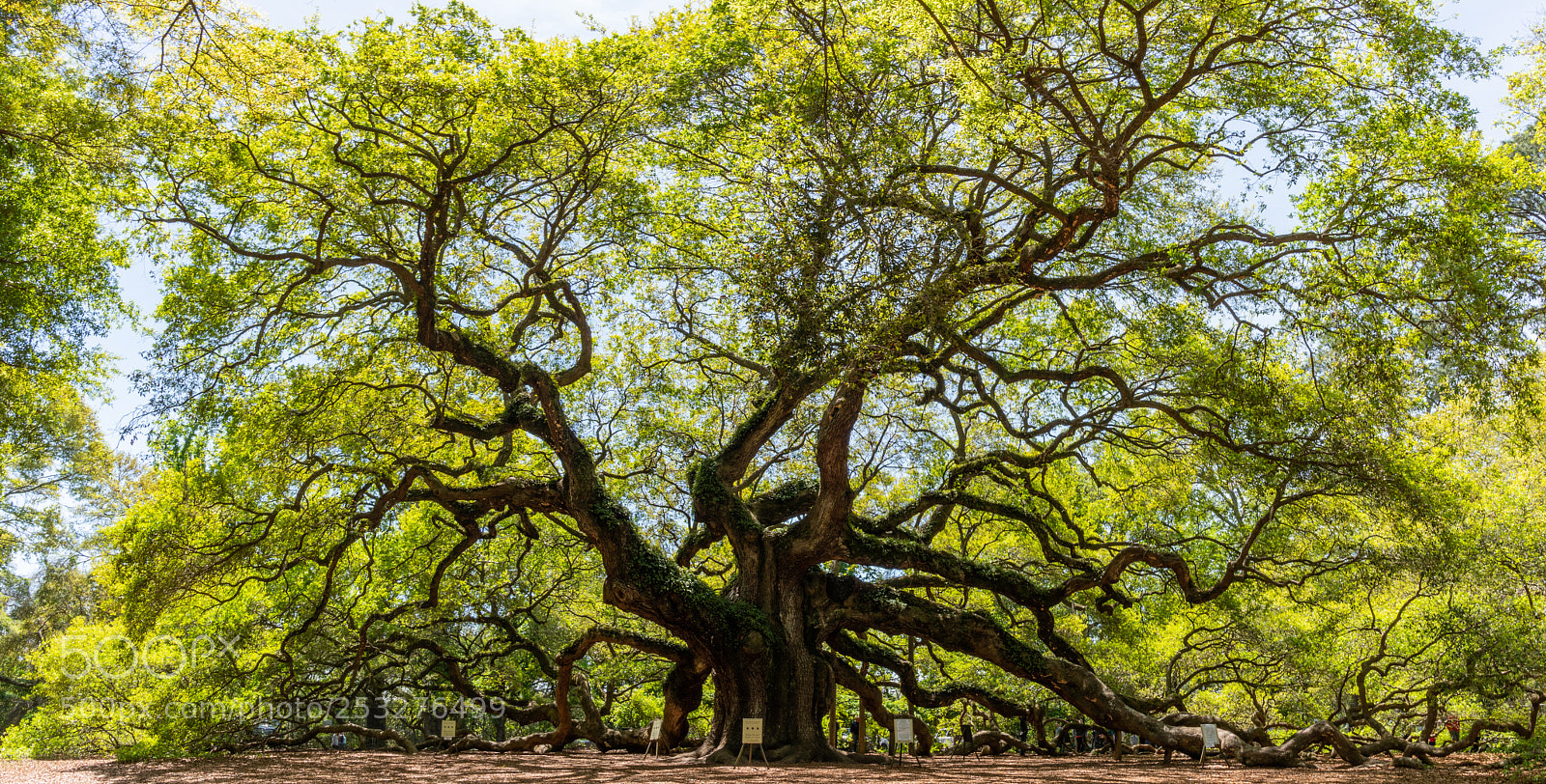 Sony a6500 sample photo. Angel oak tree photography