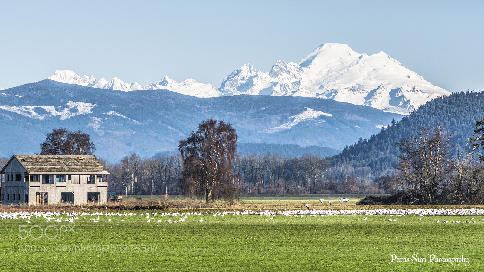 Sony ILCA-77M2 sample photo. Beautiful skagit valley photography