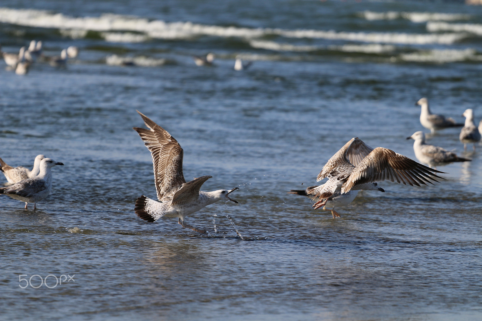 Canon EOS 70D + Canon EF 70-200mm F4L USM sample photo. Runaway photography