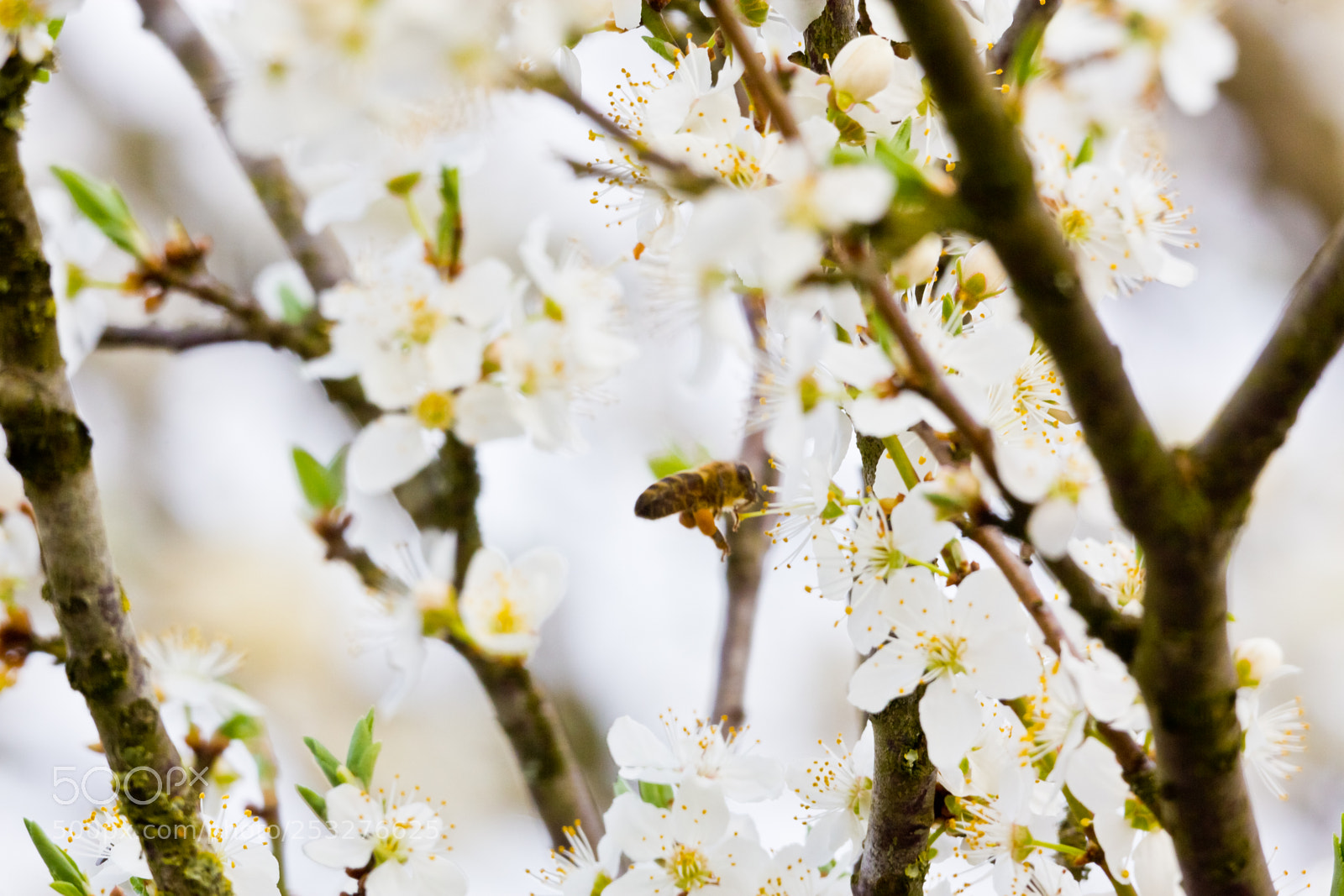 Canon EOS 60D sample photo. Bees.... photography
