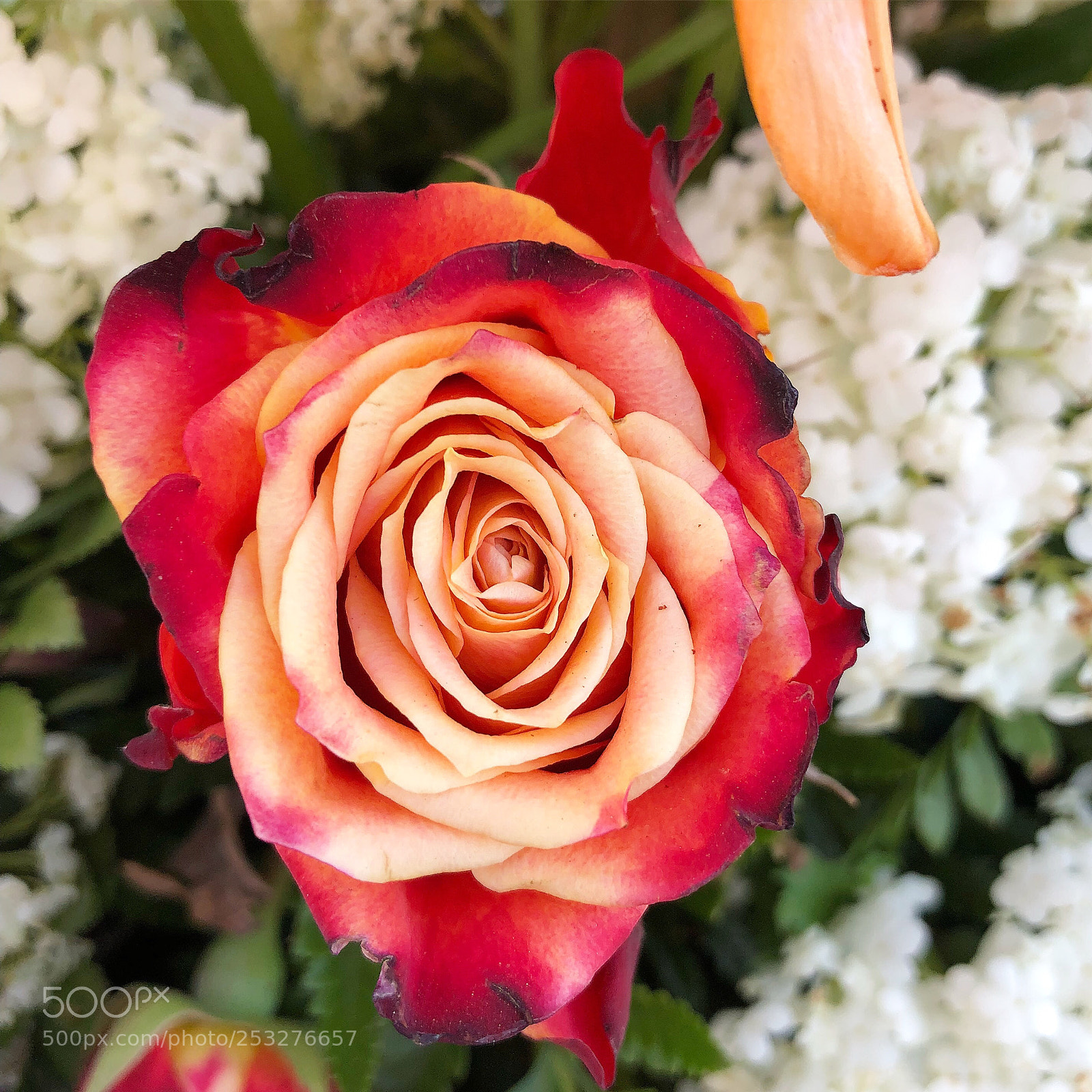 Apple iPhone 8 Plus sample photo. Beautiful rose photography