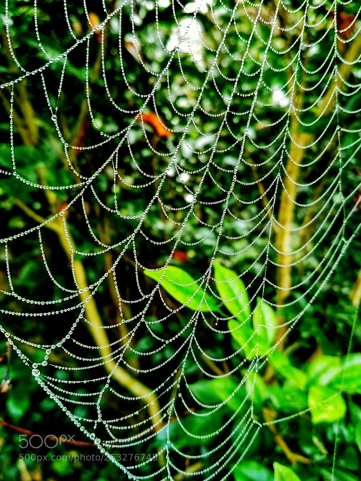 Xiaomi Redmi 4 Pro sample photo. Webbed dew, dewed web photography