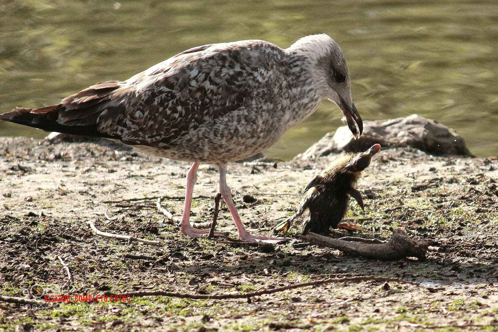 Canon EOS 700D (EOS Rebel T5i / EOS Kiss X7i) sample photo. Assassination in the river photography