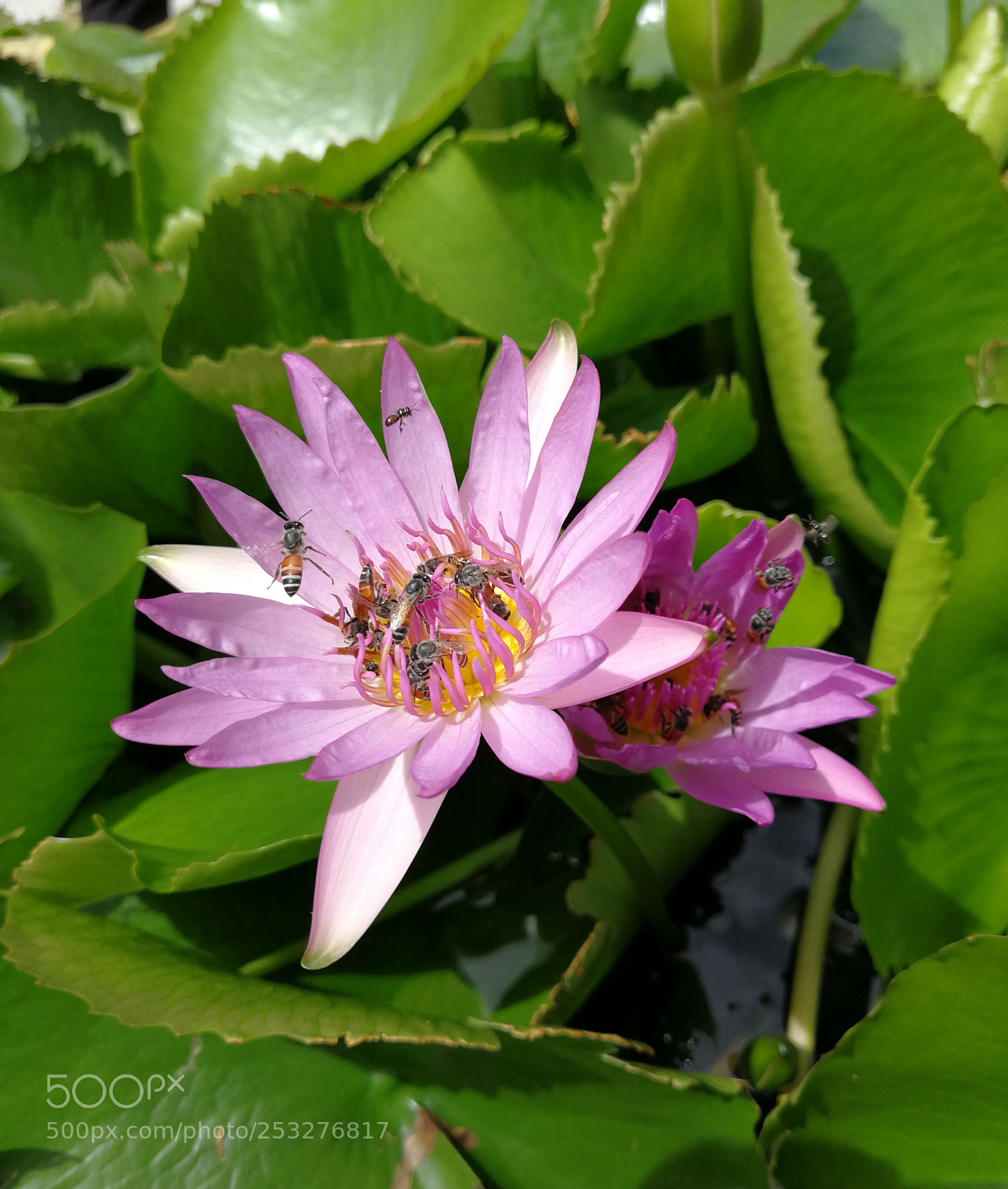 HUAWEI P10 Plus sample photo. 佛莲 photography