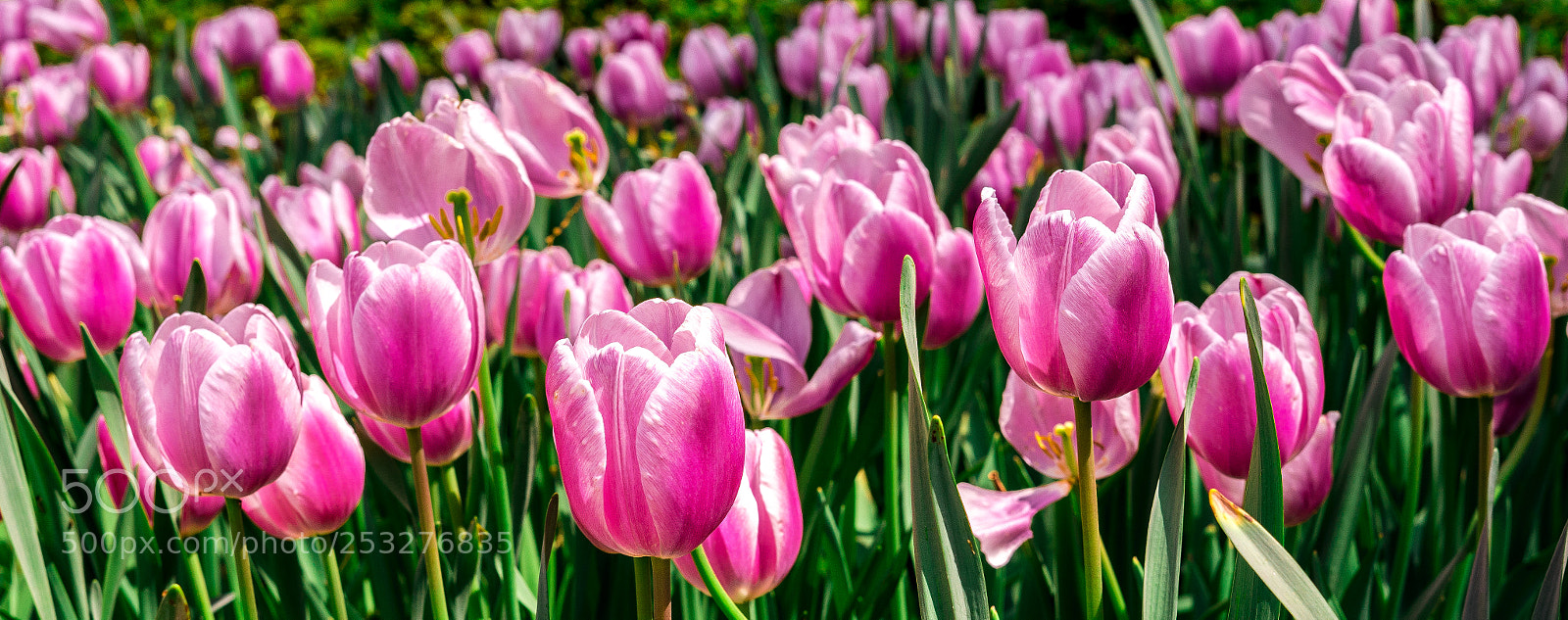 Sony a7 II sample photo. Tulip season photography
