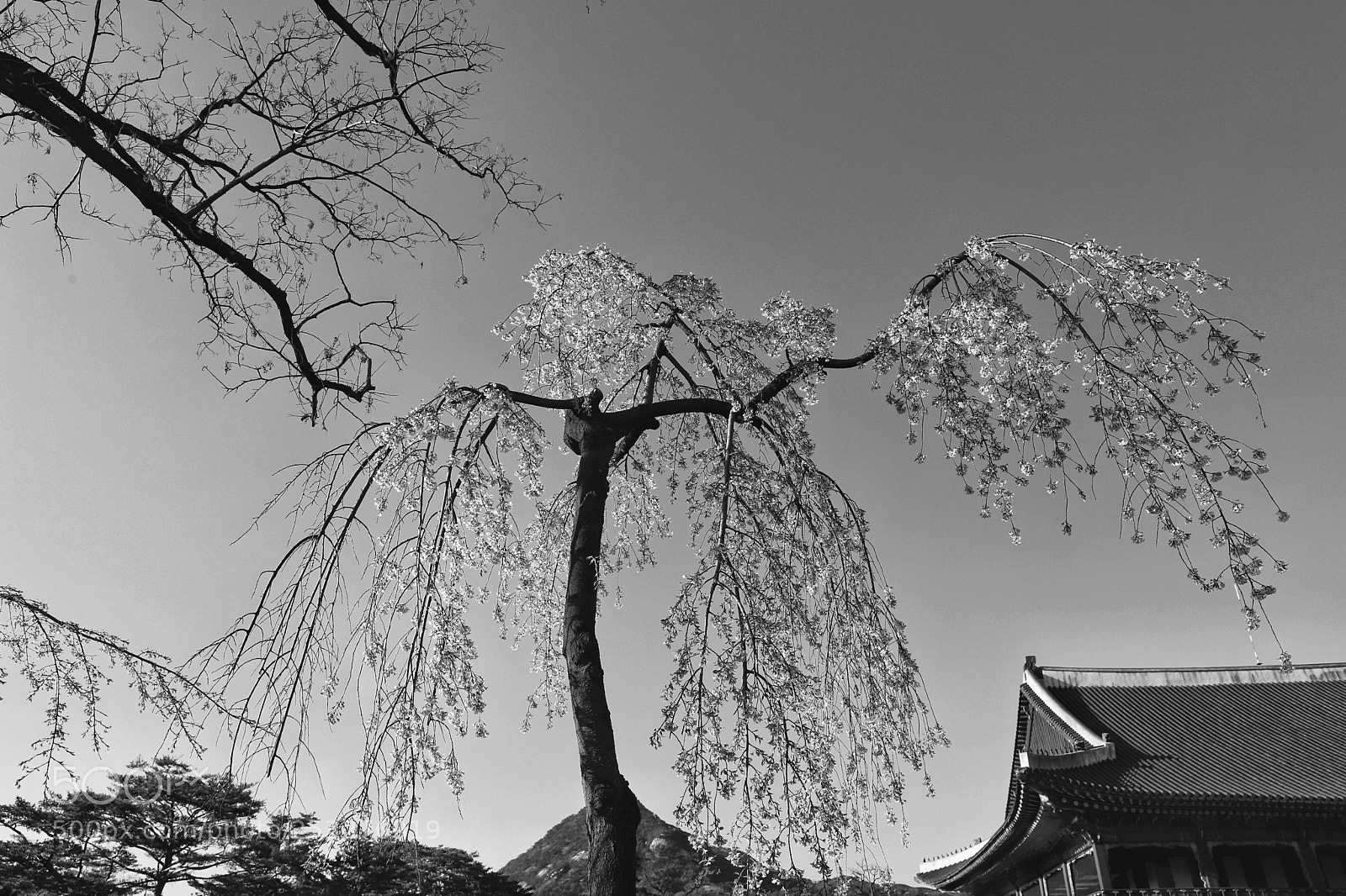 Canon EOS 6D Mark II sample photo. Cherry blossoms in seoul photography