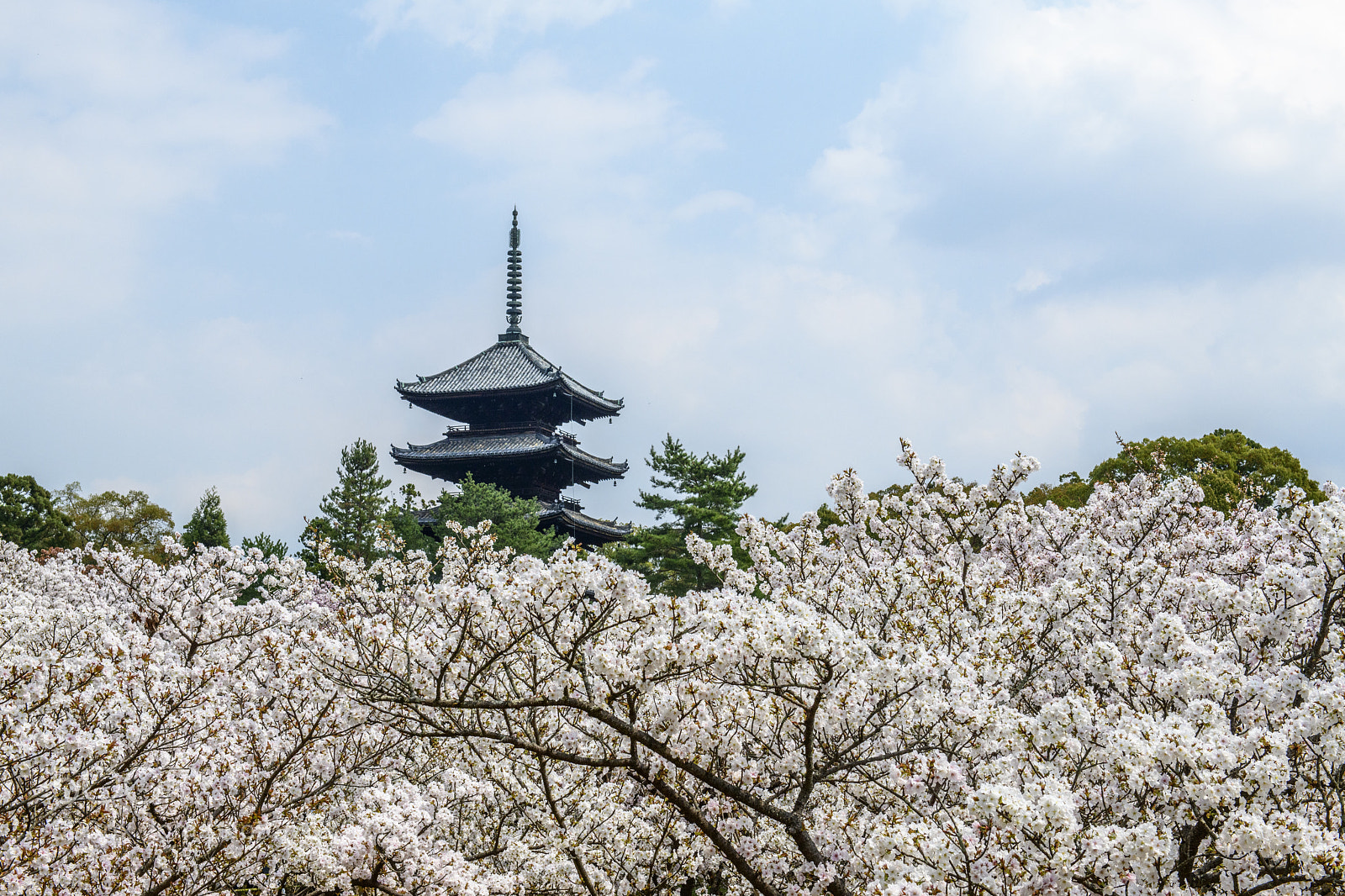 Nikon D850 sample photo. Ninna-ji kyoto 仁和寺 御室櫻 photography