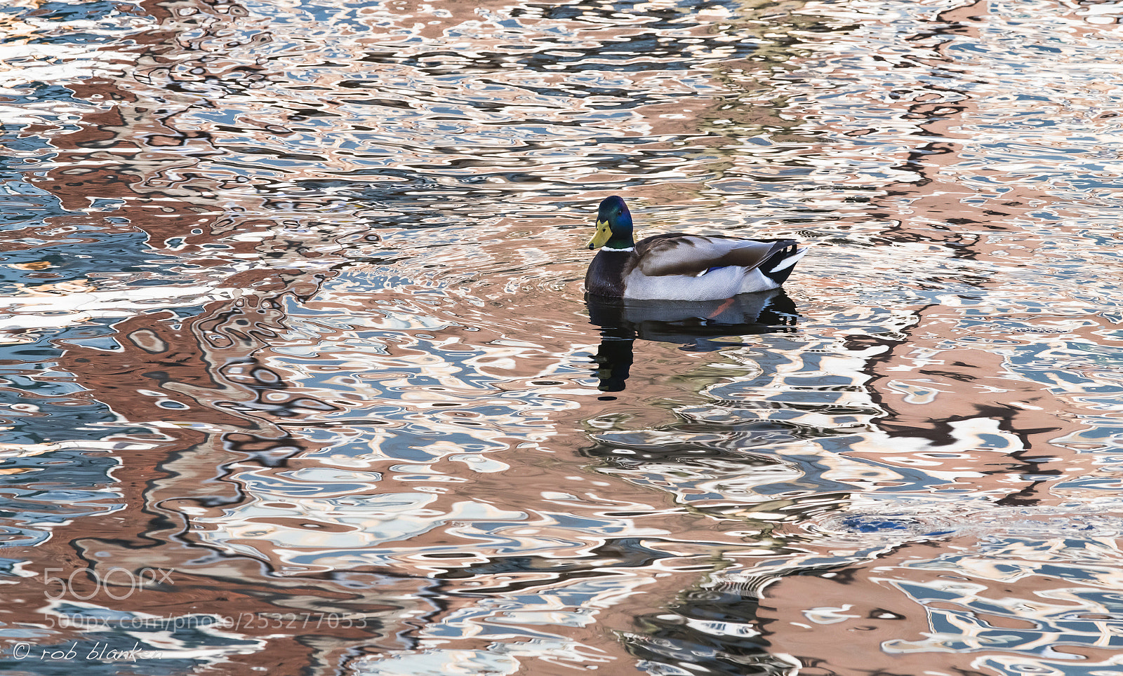 Nikon D850 sample photo. Reflection (4) photography