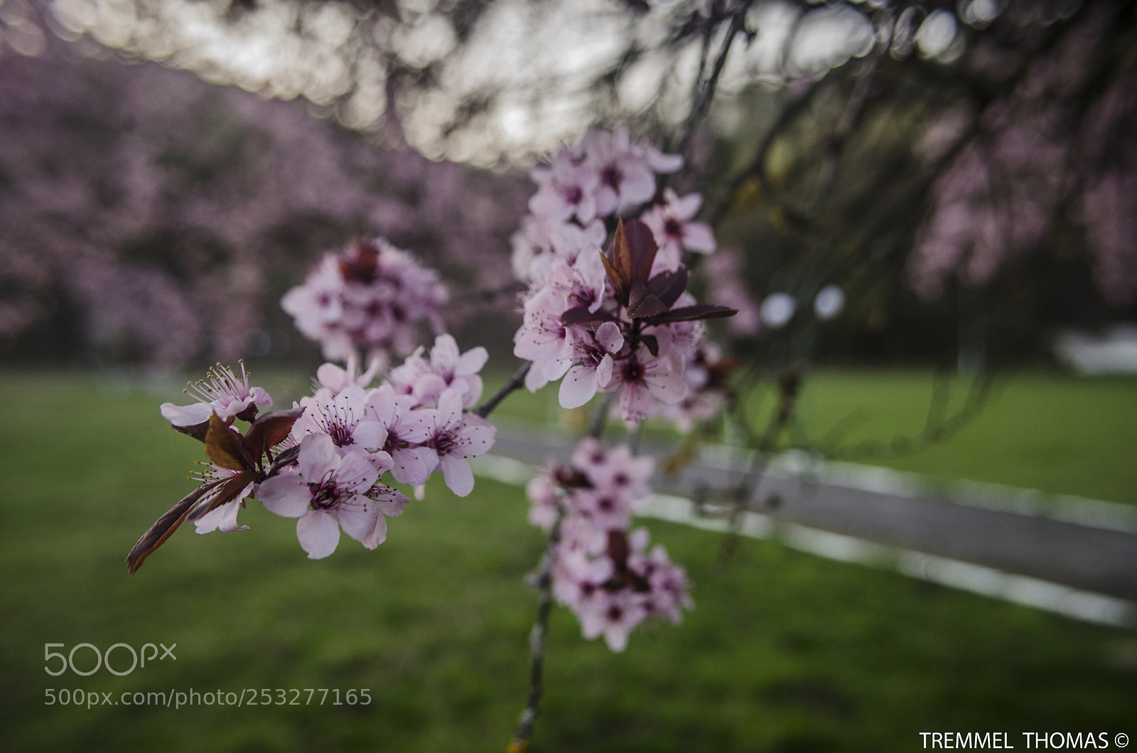 Nikon D5100 sample photo. Buna dimineata photography