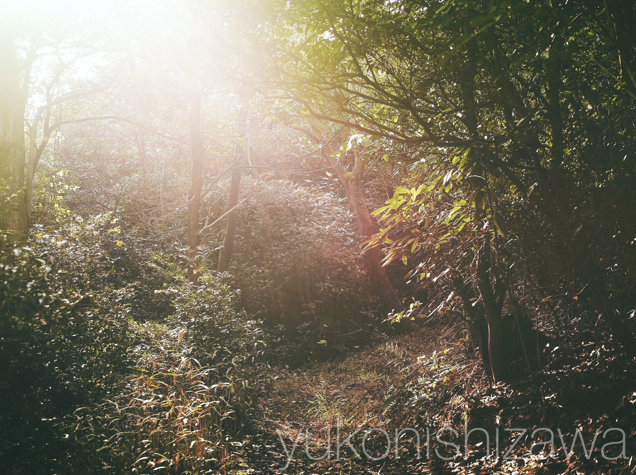 Sigma DP2 Merrill sample photo. Hello 001 photography