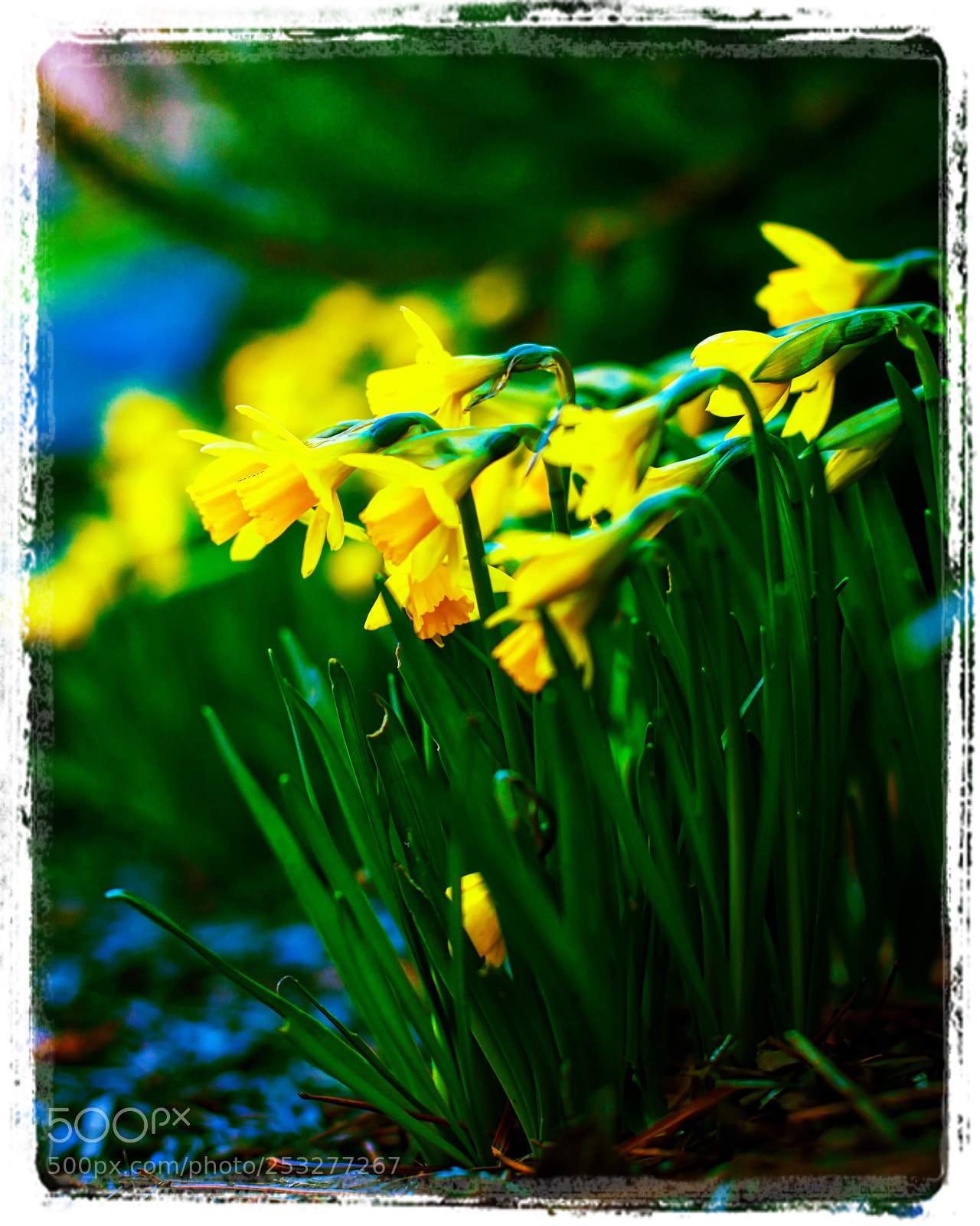 Canon EOS 5D Mark IV sample photo. Daffodils  photography