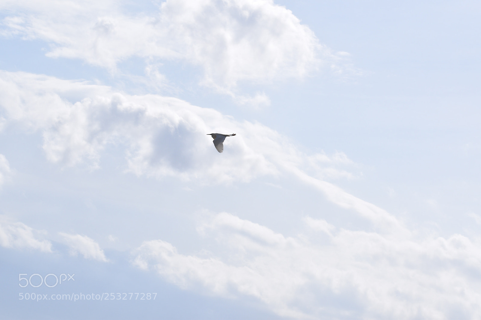 Nikon D5600 sample photo. Bird photography