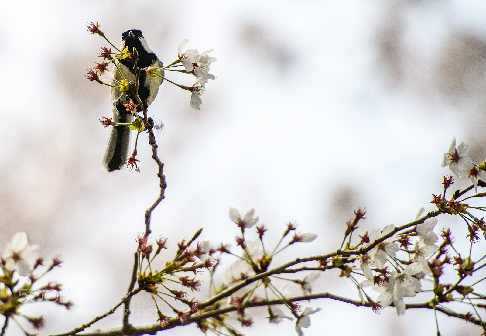 Nikon D850 sample photo. Sakura and bird photography