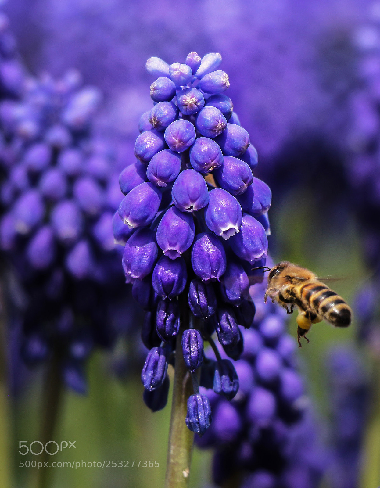Canon EOS 700D (EOS Rebel T5i / EOS Kiss X7i) sample photo. Grape hyacinth photography