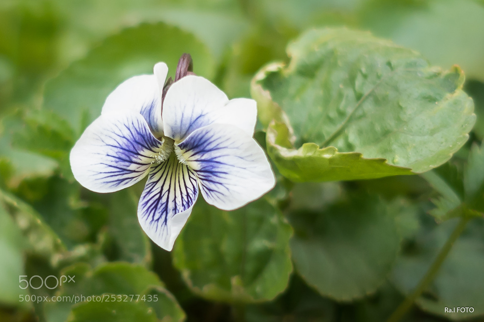 Sony DSC-RX100M5 sample photo. Ibolya photography