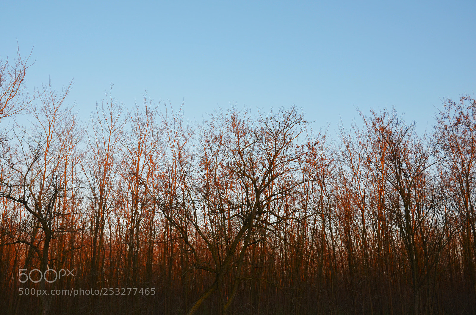 Nikon D5100 sample photo. Trees photography