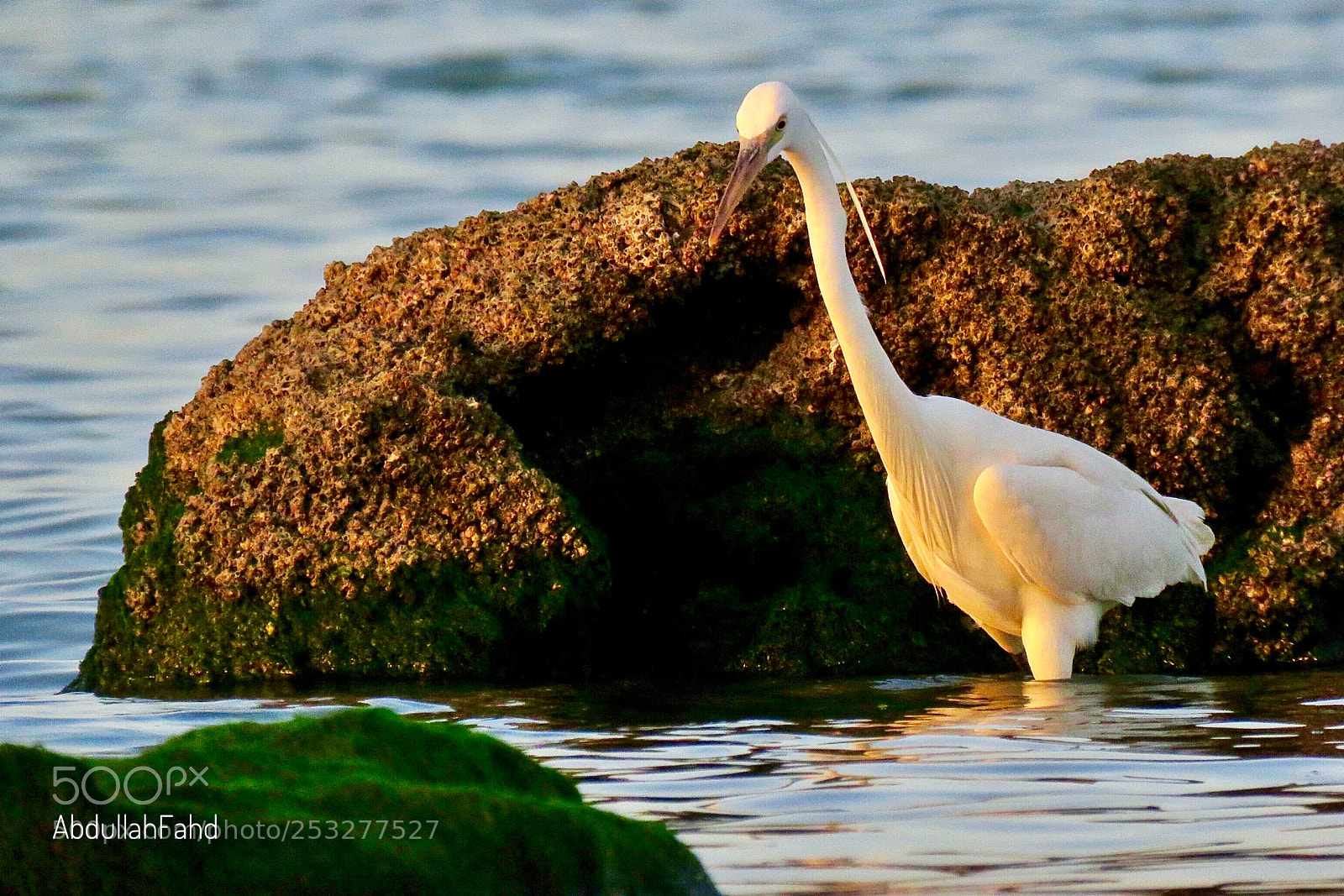 Canon PowerShot SX60 HS sample photo. Egret photography