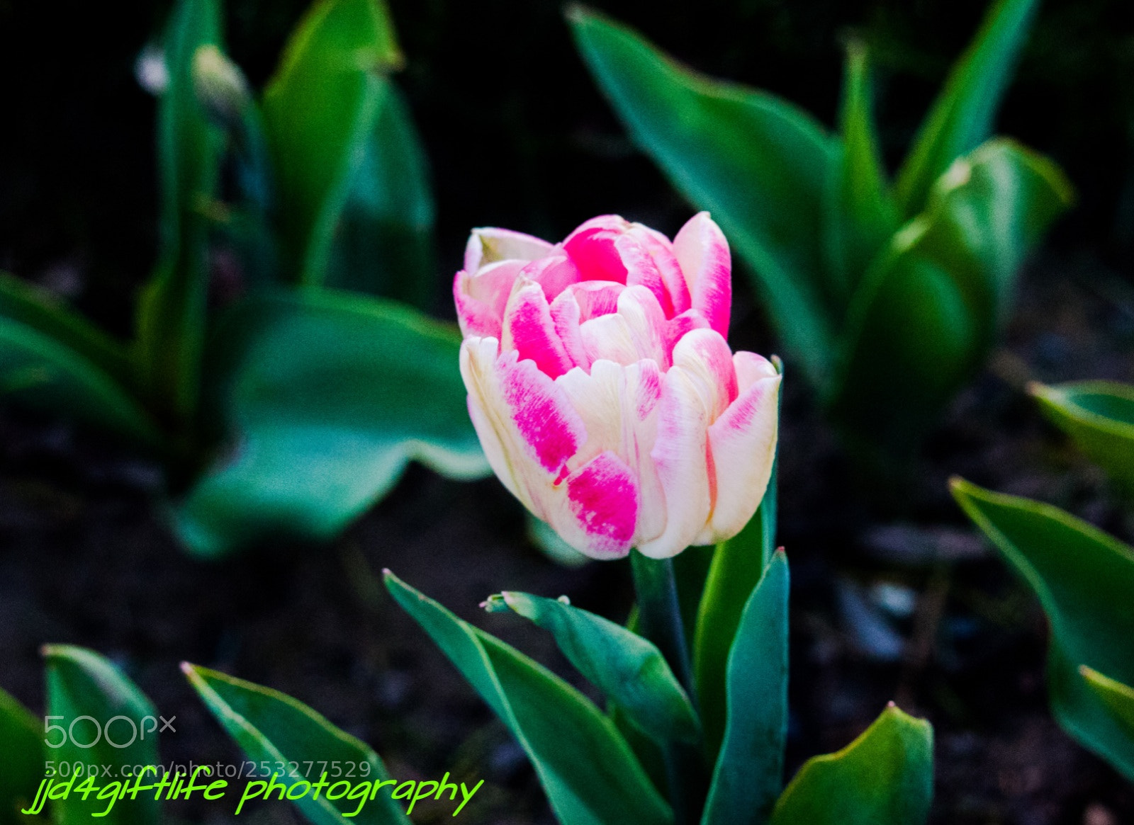 Canon EOS 1300D (EOS Rebel T6 / EOS Kiss X80) sample photo. Tulip bloom photography