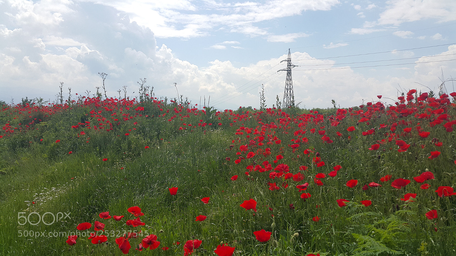 Samsung Galaxy Note4 sample photo. Field of poppies photography