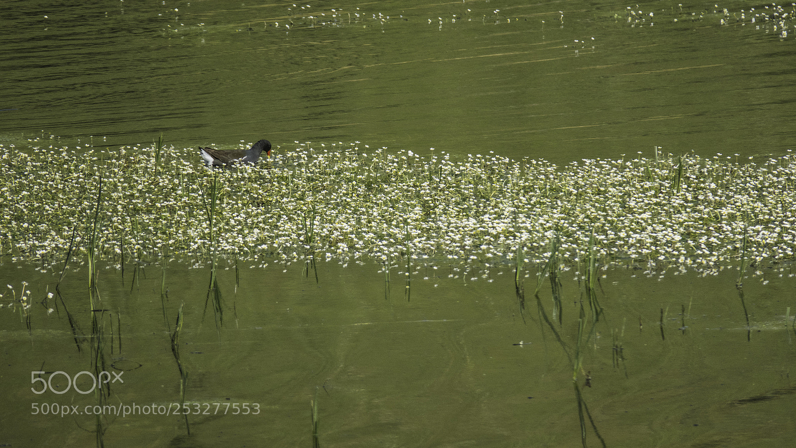 Canon PowerShot G3 X sample photo. Img photography