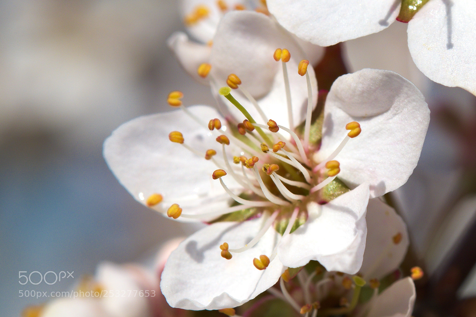 Fujifilm X-T10 sample photo. Prunus cerasifera macro photography