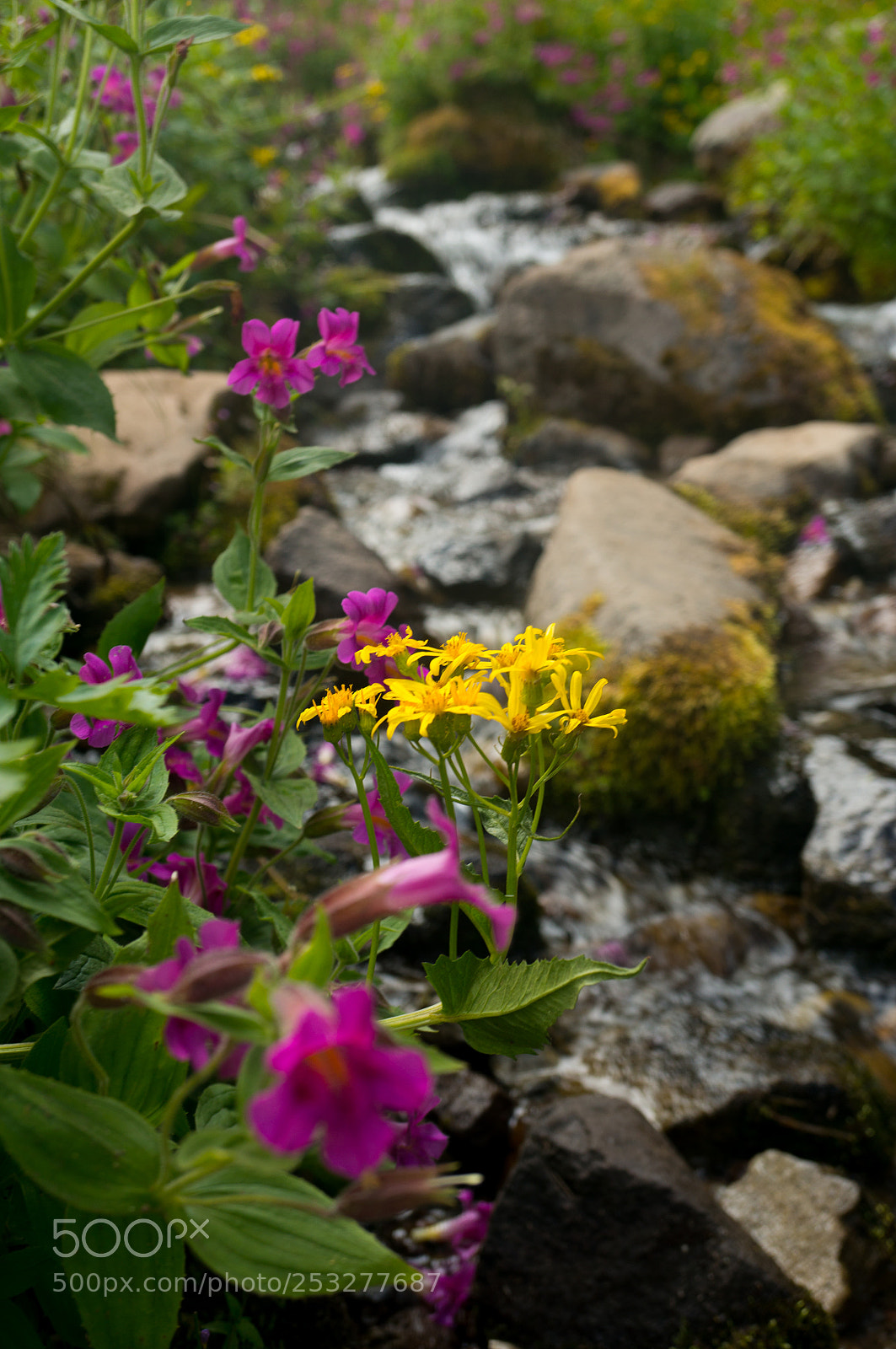 Sony Alpha NEX-5R sample photo. By the stream photography