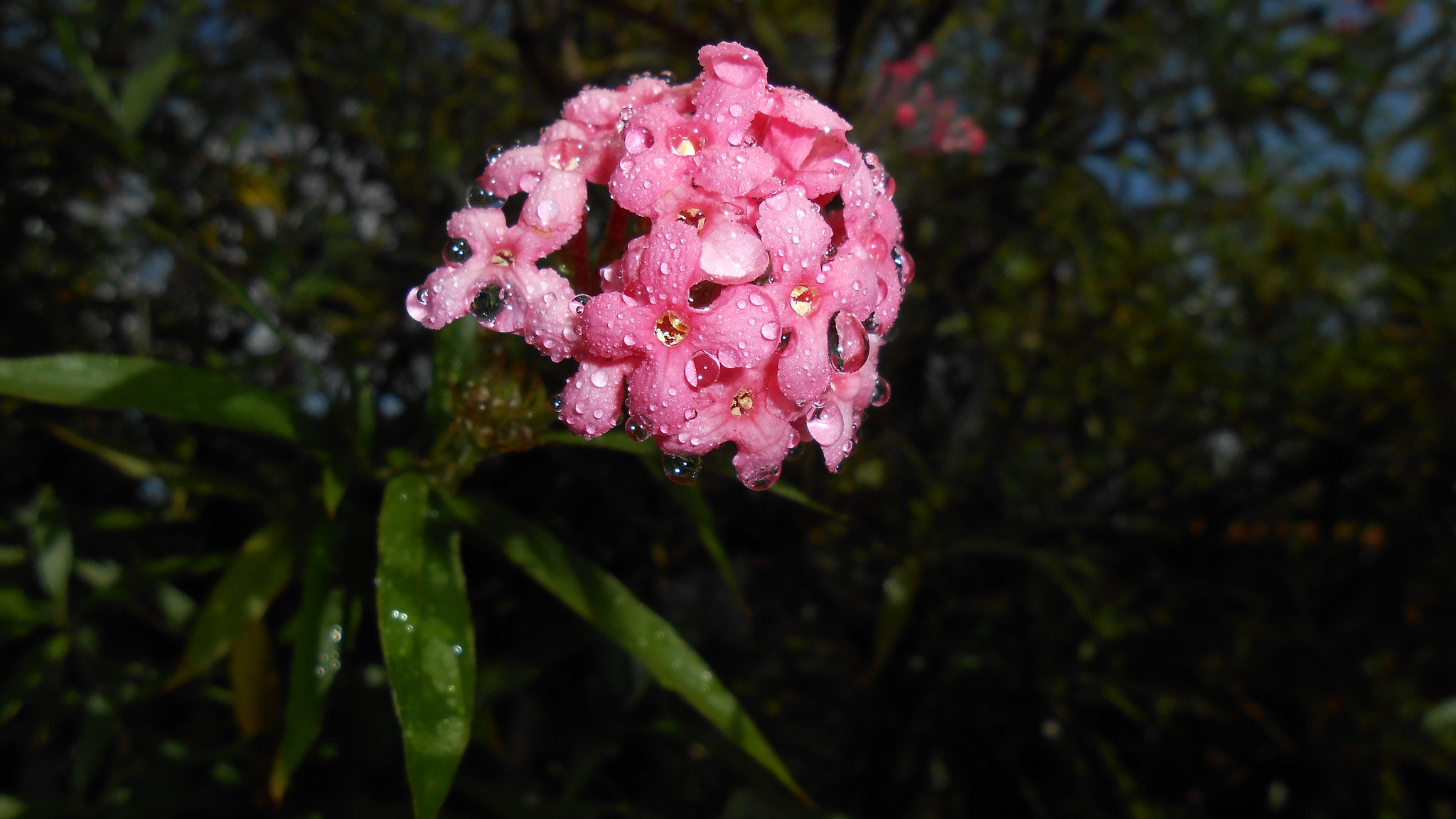 Nikon Coolpix S3300 sample photo. Fresh flowers photography