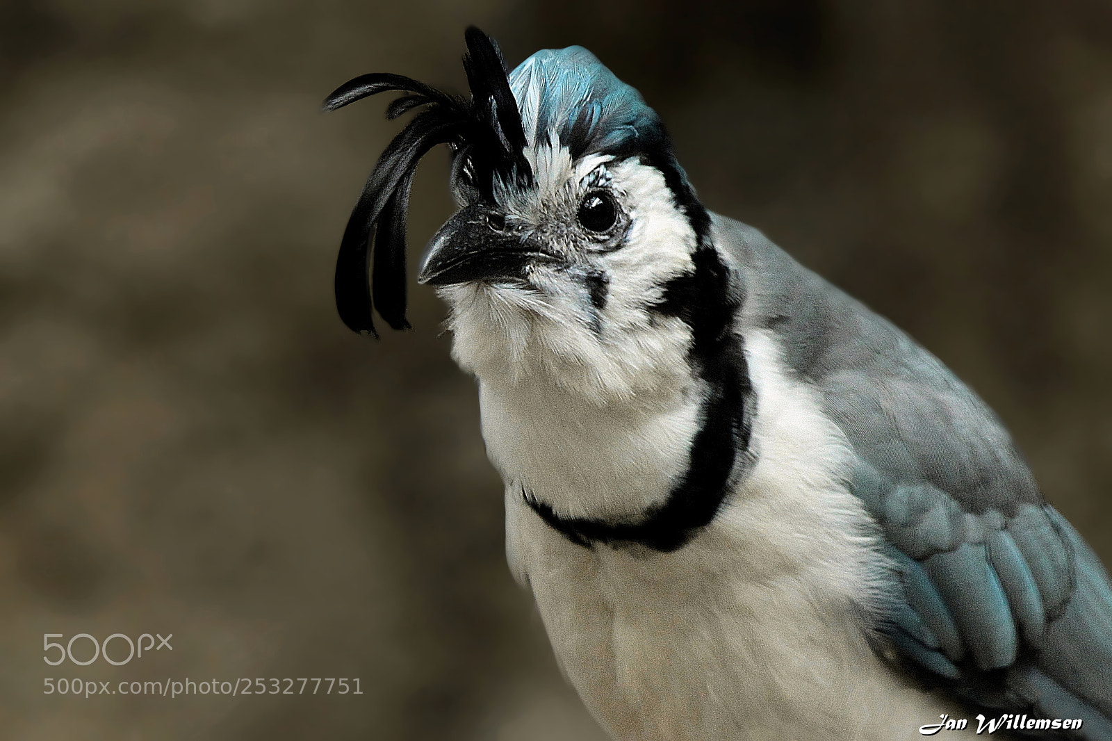 Canon EOS-1D Mark IV sample photo. White-throated magpie-jay photography