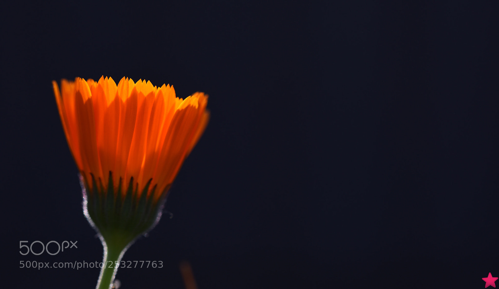 Nikon D810 sample photo. Untitled photography