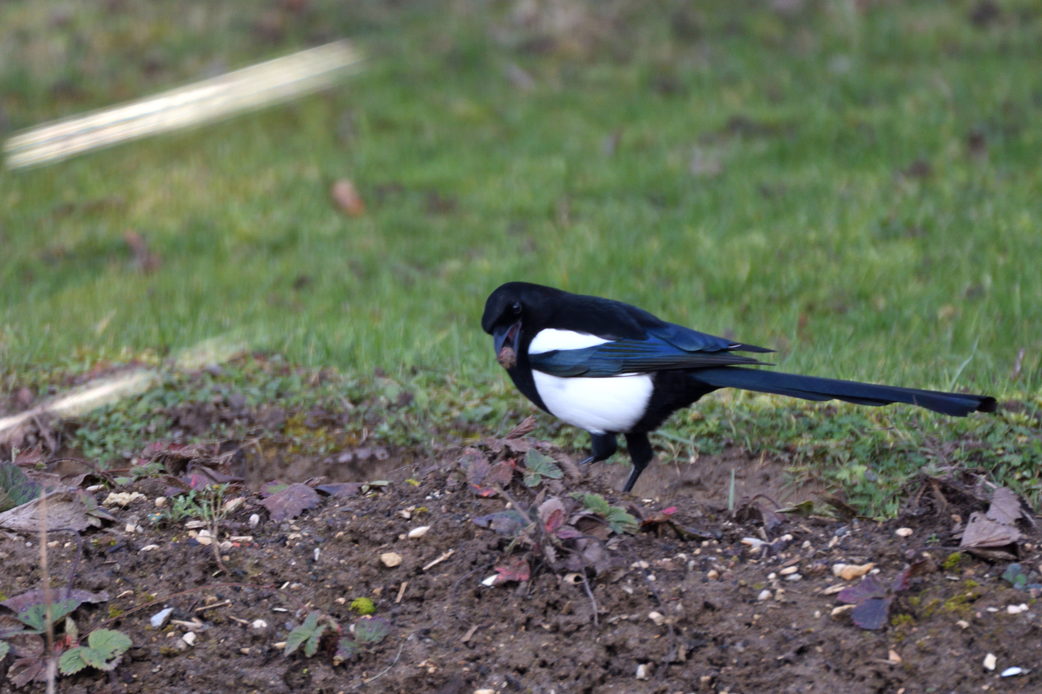 Nikon D500 sample photo. Pie.jpg photography