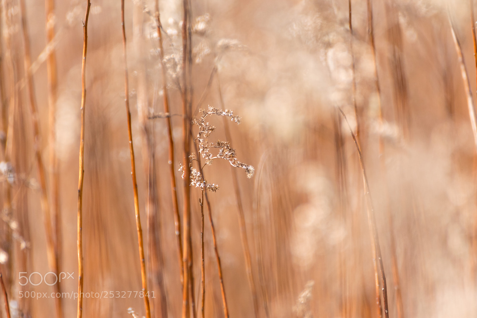 Nikon D3300 sample photo. Grass-land photography