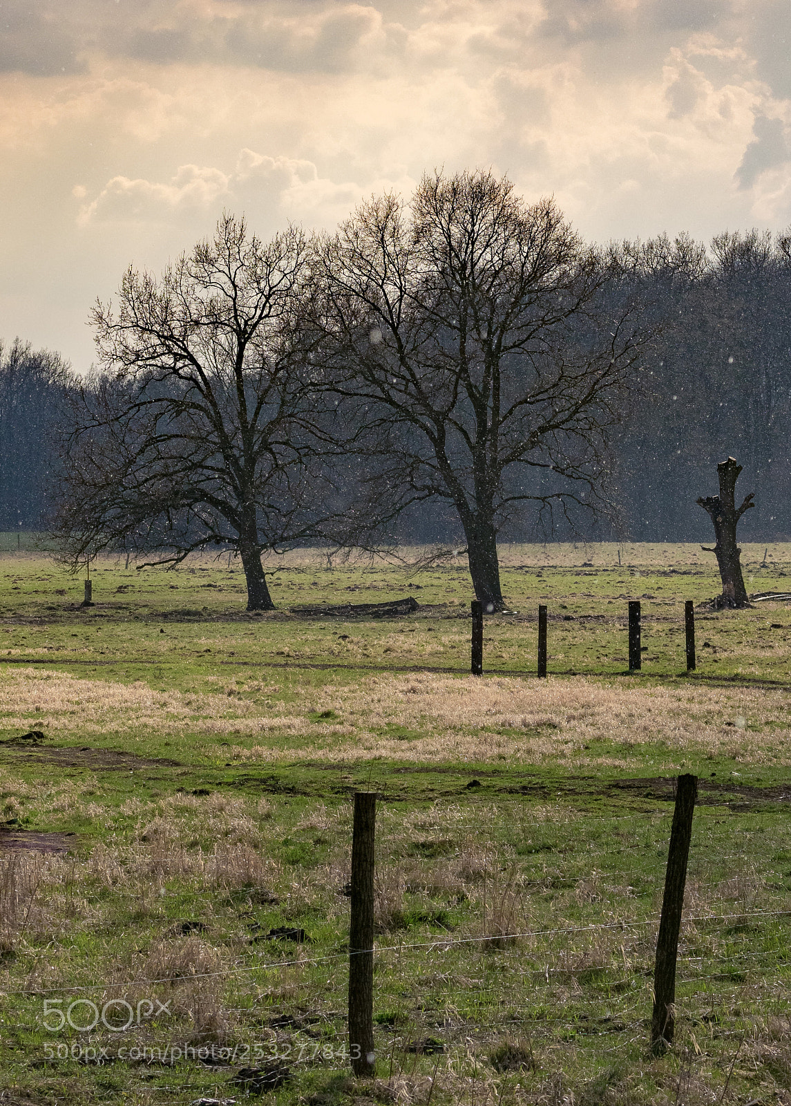 Nikon D3300 sample photo. Spring shower photography