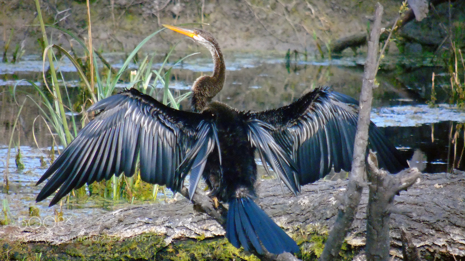 Sony Cyber-shot DSC-H400 sample photo. Snakebird photography